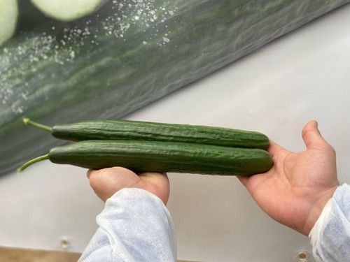 Frutos bien rellenos, de calibre idóneo
