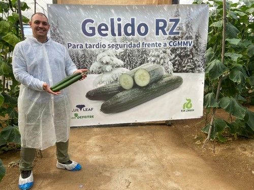 Armando Pérez, especialista de pepino de Rijk Zwaan