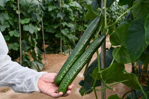 Longitud de fruto ideal
