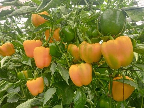 Sus hojas rizadas ayudan a visibilizar la planta y permiten una mejor entrada de los fitosanitarios