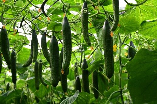 Longitud comercial durante todo el ciclo de cultivo
