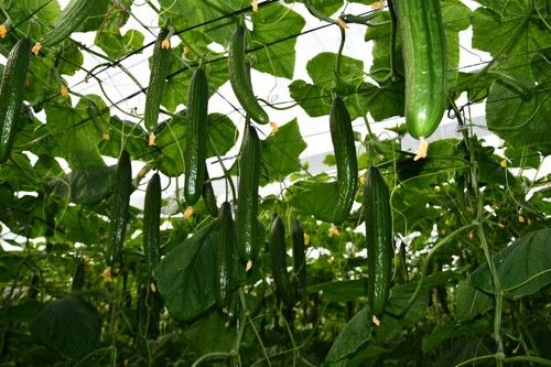 Frutos con buen cierre pistilar y ausencia de cuello de botella