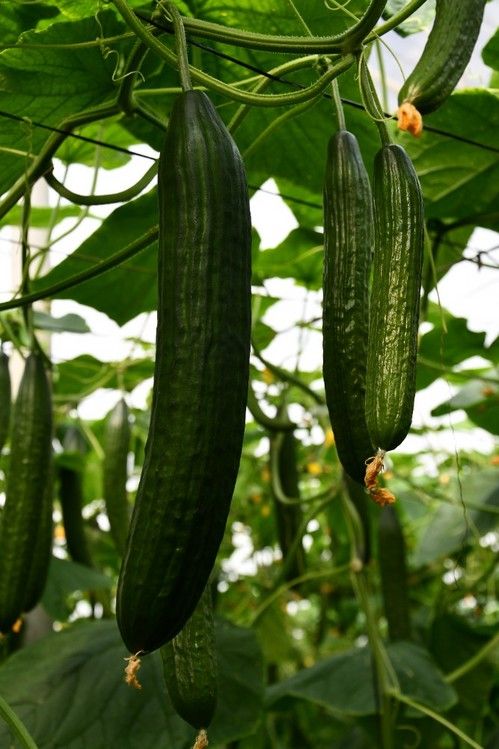 Las variedades de la línea SmartQ se caracterizan por la alta calidad de sus frutos