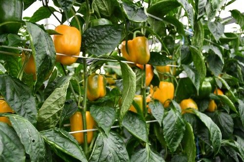 Planta abierta que facilita el manejo.