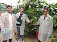 Jornada de pepinos 'Super Root' de Seminis