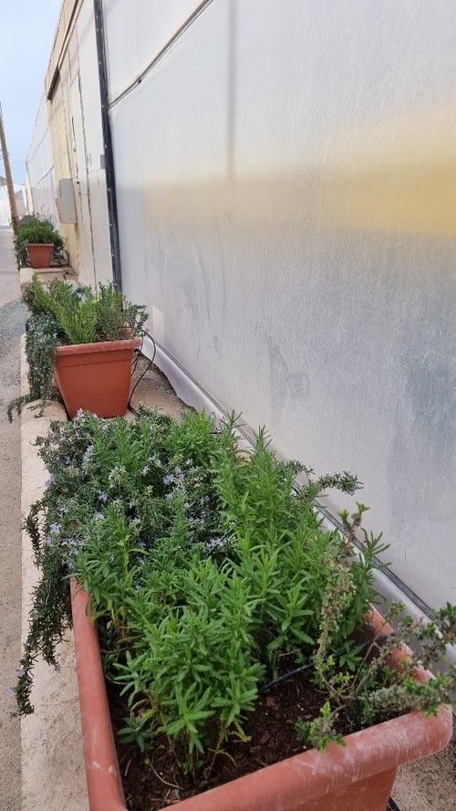 Setos auxiliares para favorecer la implantación de insectos beneficiosos.