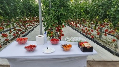 Algunos de los tomates de Syngenta de los que se pudo hacer una degustación.