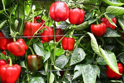 Recolecciones en rojo y verde