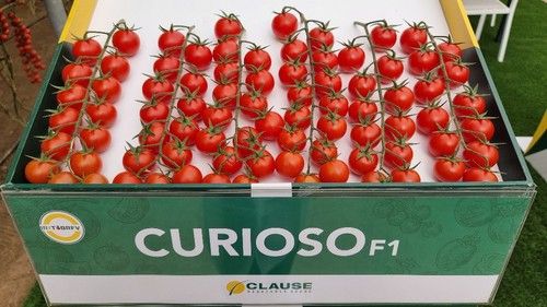 Curioso es ideal para ciclos largos.
