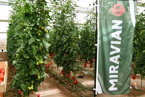 Miravian es el nuevo pera de exportación