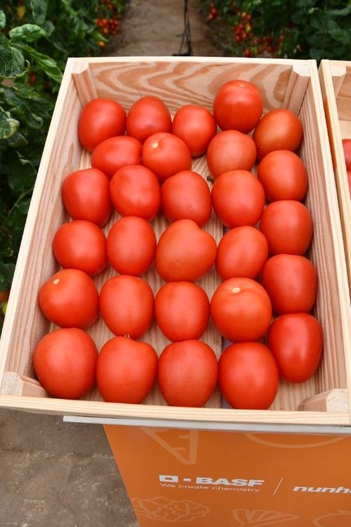 Miravian ofrece frutos con un peso medio de 90 gramos.