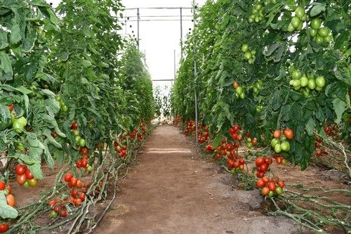 Azovian tiene calibre, sabor, color y consistencia