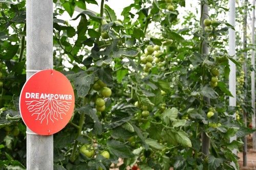 Dreampower es el portainjertos de BASF con resistencia al virus rugoso.