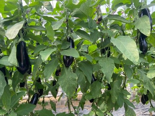 Hoja limpia y producción pareja