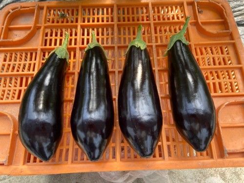 Consistencia y calidad en cada fruto