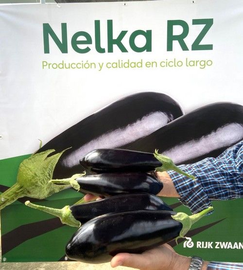 Uniformidad y buena aceptación en las comercializadoras