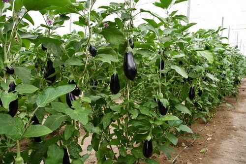 Es una variedad con alta producción