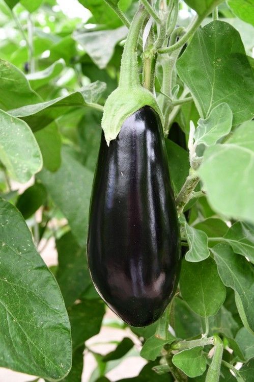 Detalle de fruto de Cornelia
