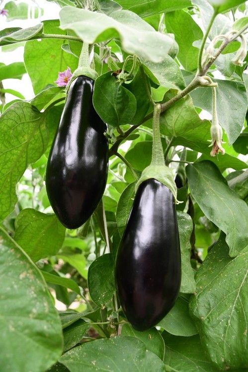 Los frutos no pierden la forma