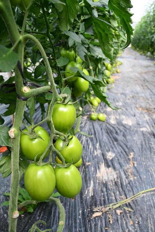 Planta abierta, equilibrada y fuerte