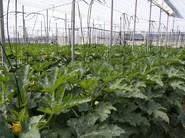 La planta es de fácil cuaje y, lo más importante, trabaja bien con frío.