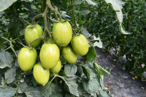 Finca trasplantada el 15 de diciembre