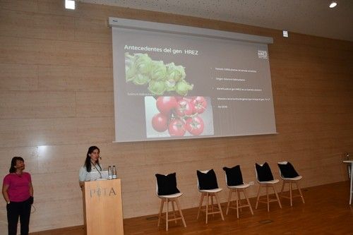 Liard Louison, genética de tomate de Enza Zaden