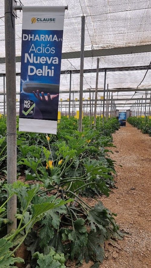 La finca estaba trasplantada el 29 de enero