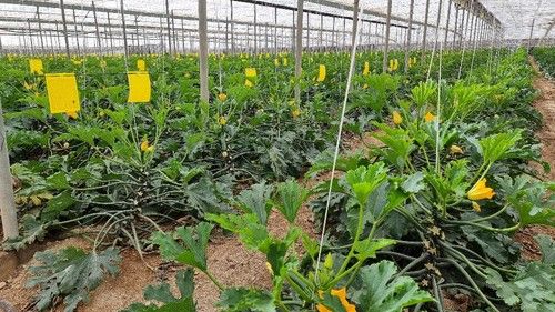 Sanidad de planta