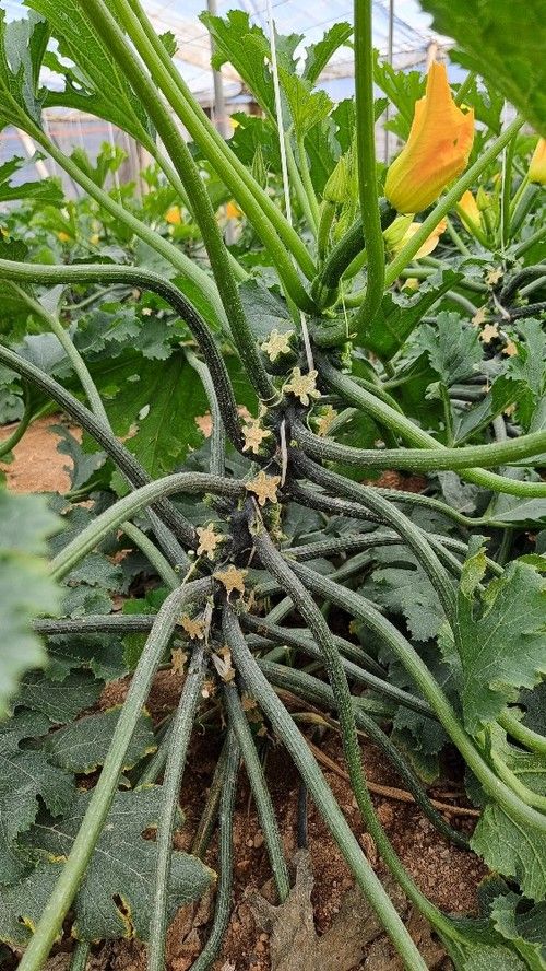 Es una variedad con alta producción