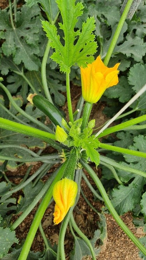 Planta abierta y con producción