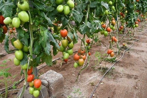 Se recomienda pelar las plantas para mejorar el aireado y la iluminación
