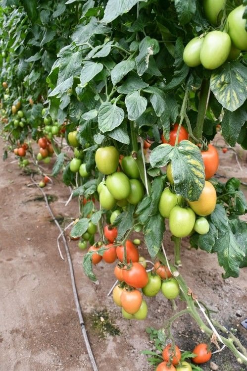 Resistencias contra el virus de la cuchara, spotted, nemátodos, fusarium, al stemfilium, fulvia y tmv