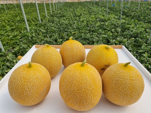 Fruto precoz y de calibre ideal para exportación