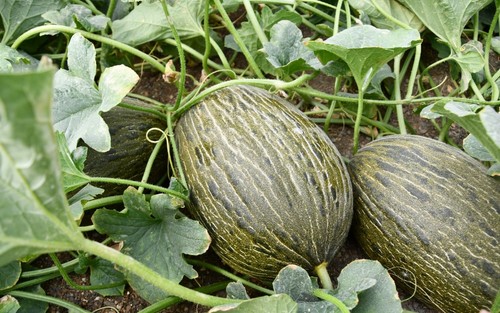 El tamaño medio del fruto de Callejón está entre 3 y 4 kilos