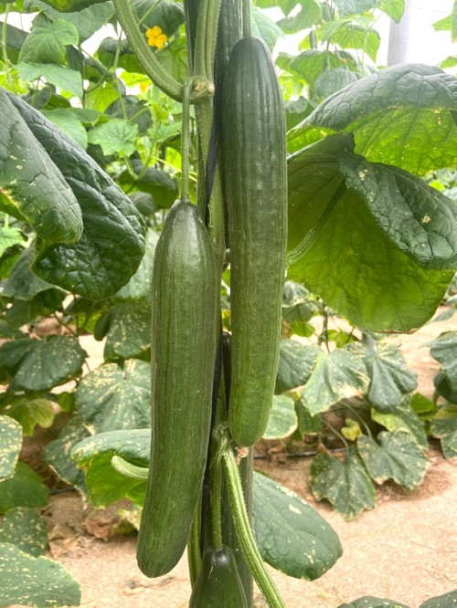 Calidad superior del fruto de principio a fin