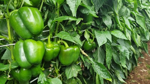 Kefrén destaca por su buen color tanto en verde como en rojo.