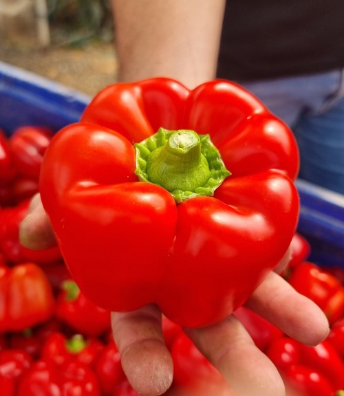 Detalle del fruto Kefren