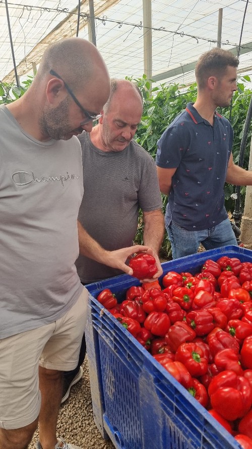 Los agricultores observan la calidad de los frutos.