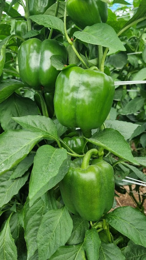 Fruto en verde de Nesmet (HMC 57144)