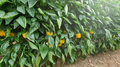 Talanis (HMC 57030) se destina a plantaciones medio-tardías.