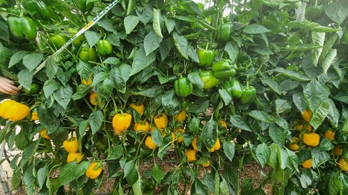 Talanis (HMC 57030) en una varieedad muy productiva