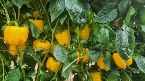 El fruto de Talanis (HMC 57030) tiene calibre GG