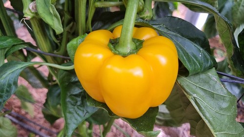 Fruto de Talanis (HMC 57030)