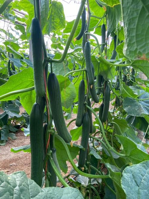 Buena planta con hojas grandes y aireada