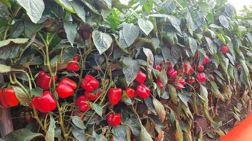 Kefrén es una variedad de alta producción