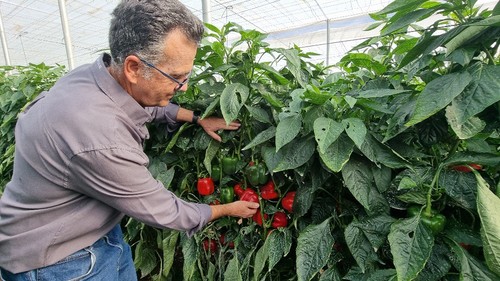 Esta variedad tiene resistencia a oídio y nematodos