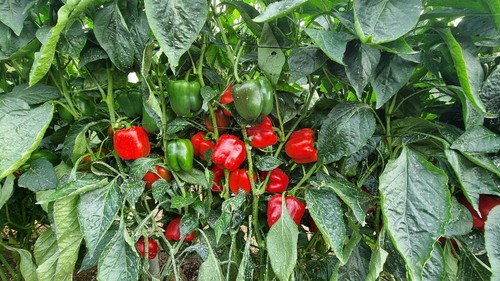 Frutos de Kefrén