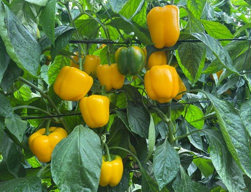 Indicado para todas las zonas de producción en el Poniente