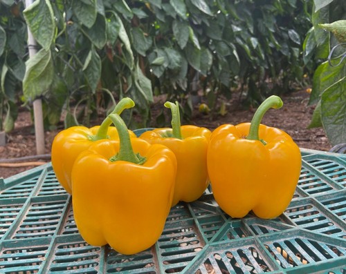 Frutos de muy buen color y cuatro cascos